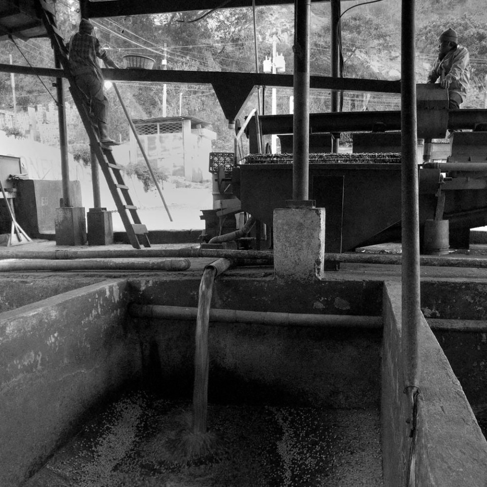 The mill itself is an array of machinery all connected by drive belts and bicycle chains that separates the beans from the husks and then the beans of higher quality from those of "segunda", second chioce. The peeled beans are then placed in large concrete tanks for overnight fermentation.